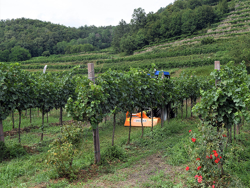 schlegelmulcher mit hammerschlegel für rasen obst und weingärten 165 cm mod lince 165