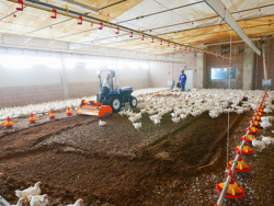 shatter milling machine mixture facing bedding for poultry farms pavo 120